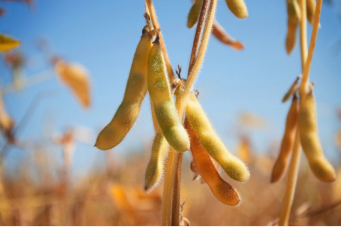 Ukraine grows soybeans without GMOs according to European st